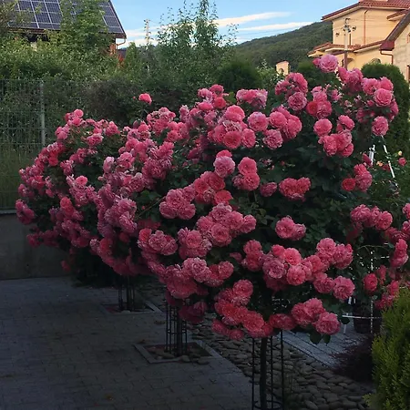 Zephyrus зефір 4*