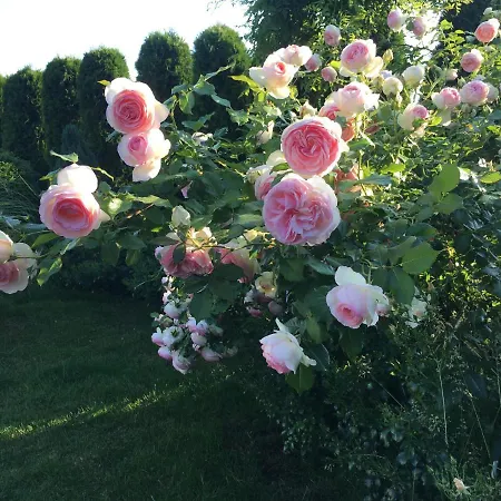 Gasthuis Zephyrus зефір Golubinoye