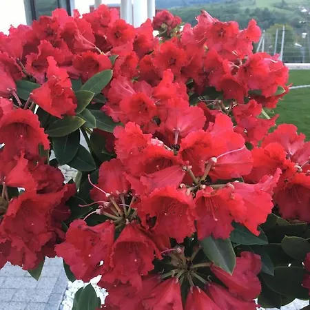 بيت ضيافة Zephyrus зефір