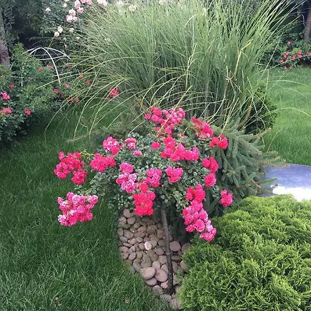 Zephyrus зефір Golubinoye