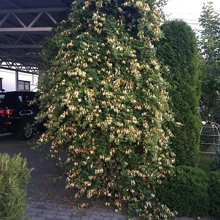 Zephyrus зефір 4*