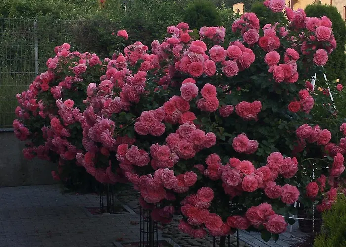 Zephyrus зефір 4*