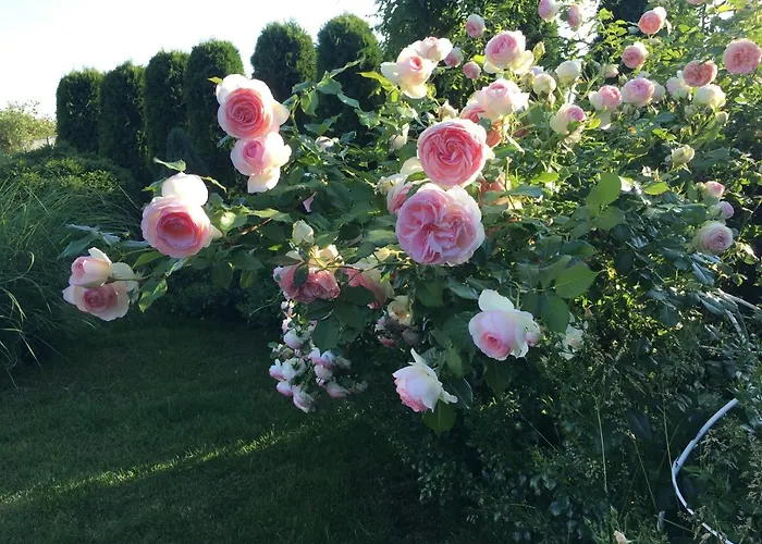 招待所 Zephyrus зефір Golubinoye